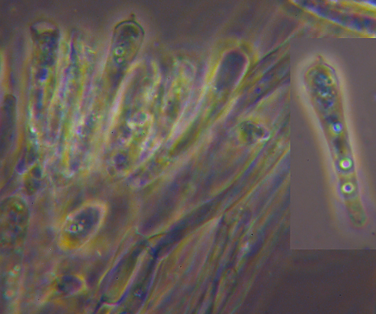 Miniera di Gambatesa 39